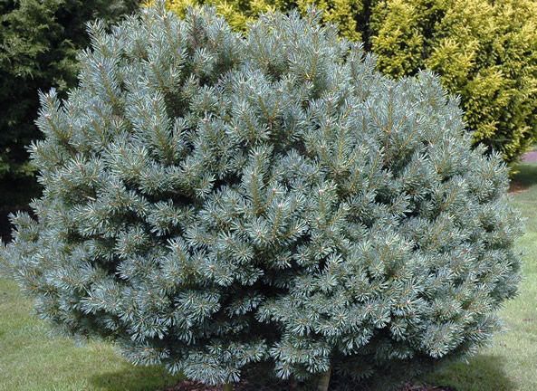 Pinus sylvestris Beuvronensis ny (1).jpg